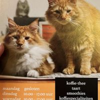 Leaflet  at Jippies Kattencafe in Haarlem