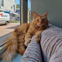 at Jippies Kattencafe in Haarlem
