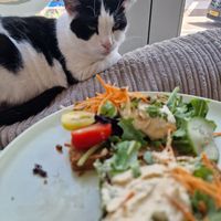  at Jippies Kattencafe in Haarlem