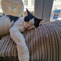  at Jippies Kattencafe in Haarlem