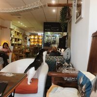 Cute cafe with lots of vegan options!!  at Jippies Kattencafe in Haarlem