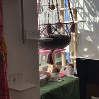 Cats  at Catfetín in Cusco