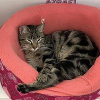 Another cat  at Catfetín in Cusco