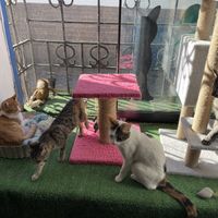 More cats  at Catfetín in Cusco