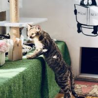   at Catfetín in Cusco