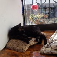 Cat in window at Catfetín in Cusco