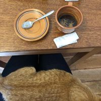 Cat on lap at Catfetín in Cusco