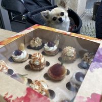 Pretty vegan cupcakes  at tigertörtchen in Berlin