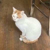 Resident cat  at Shadow in Cluj-napoca