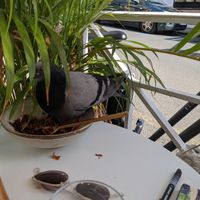 Pigeon at Bali Bowls 2 in Biarritz