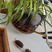 Pigeon 🐦 at Bali Bowls 2 in Biarritz