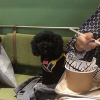 Comfortable visiting with our pet at TREEHOUSE - H Code in Hong Kong Island