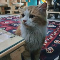  at Bayt Sara in Amman