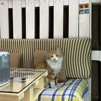 The cutest companion   at Bayt Sara in Amman