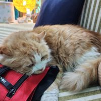  at Bayt Sara in Amman