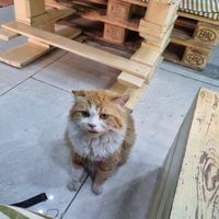 Cat at Bayt Sara in Amman