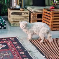 Cat at Bayt Sara in Amman