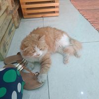  at Bayt Sara in Amman