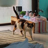  at Bayt Sara in Amman