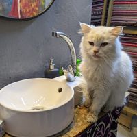 Sleepy the kitty  ❤️ at Bayt Sara in Amman