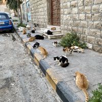 Street cats feeding time   at Bayt Sara in Amman