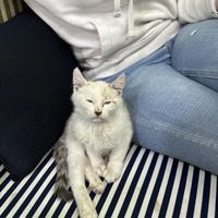 Lucky ❤️  at Bayt Sara in Amman