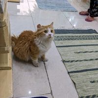 The Owner's cat and kind of the unofficial mascot. at Bayt Sara in Amman