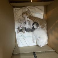   at Bayt Sara in Amman