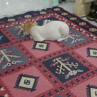 Lovely cat, just had surgery at Bayt Sara in Amman