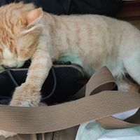  at Bayt Sara in Amman