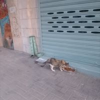  at Bayt Sara in Amman