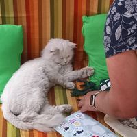  at Bayt Sara in Amman