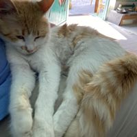 Gorgeous kitten   at Bayt Sara in Amman