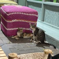   at Bayt Sara in Amman