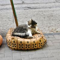  at Bayt Sara in Amman