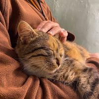  at Bayt Sara in Amman