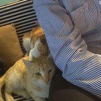 Mitsooo and Tigro, two lovely cats that always come sit with you at Bayt Sara in Amman