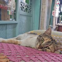 CAT! at Bayt Sara in Amman