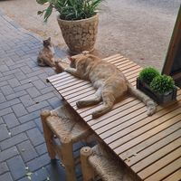 CAT at Bayt Sara in Amman