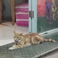  at Bayt Sara in Amman