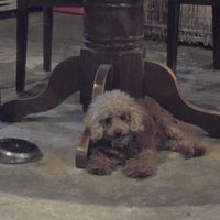  at Tin Tin Pizzas in Phu Quoc