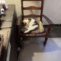 Cats!  at Bloodroot in Bridgeport