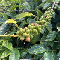   at O'o Farm in Kula
