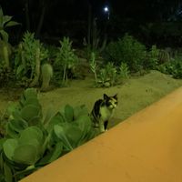   at Los Adobes in Todos Santos