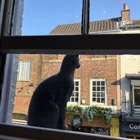 The ‘cat’ in the window……   at Goji Vegetarian Cafe and Deli in York