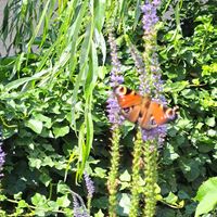  at Family Lorenz & Coffee House in Prague