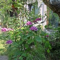  at Family Lorenz & Coffee House in Prague