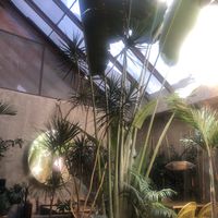   at Plantasia in Mexico City