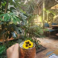 Bali Mule at Plantasia in Mexico City