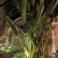  at Plantasia in Mexico City